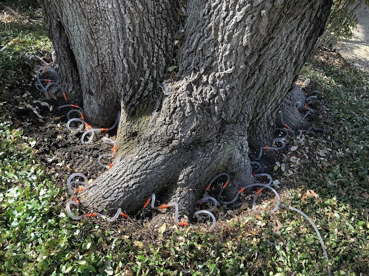 Detailed Tree Cabling and Bracing job site in Barnegat Light